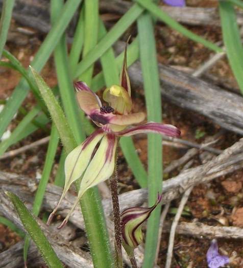 Caladenia cristata - Crested Spider Orchid-4-Sep-2018p0001.JPG